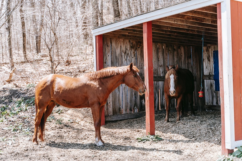 Huisvesten van paarden - paard - Wikifarmer