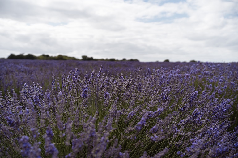 LavendelDüngemittelbedarf Lavendel düngen Wikifarmer