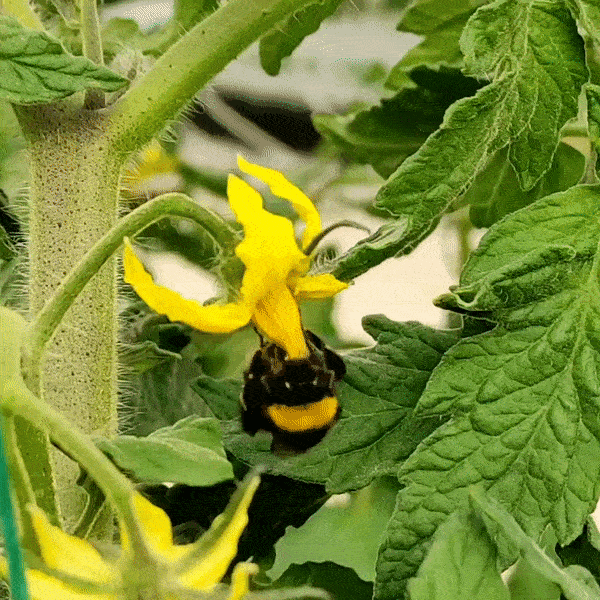 Natural Pollination in greenhouse crops using bumblebees and other beneficial insects