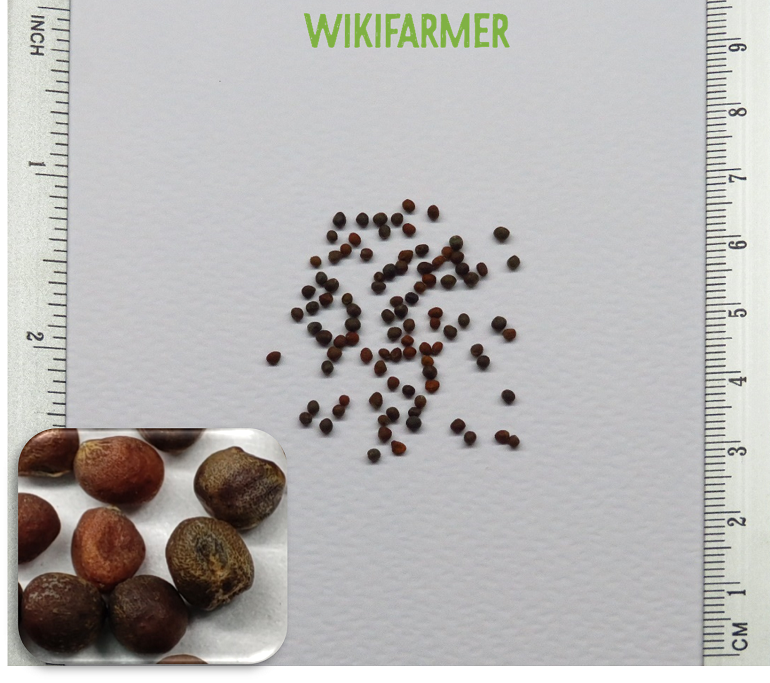 Brassica oleracea Green Broccoli seeds Wikifarmer