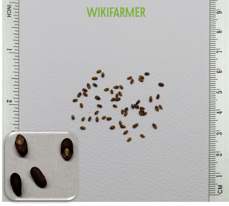Rosmarinus officinalis Rosemary seeds Wikifarmer