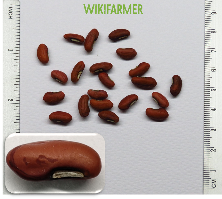 Dolichos sesquipedalis Yard long beans seeds Wikifarmer