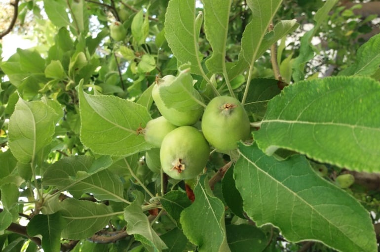 Informationen zum Apfelbaum - Wikifarmer