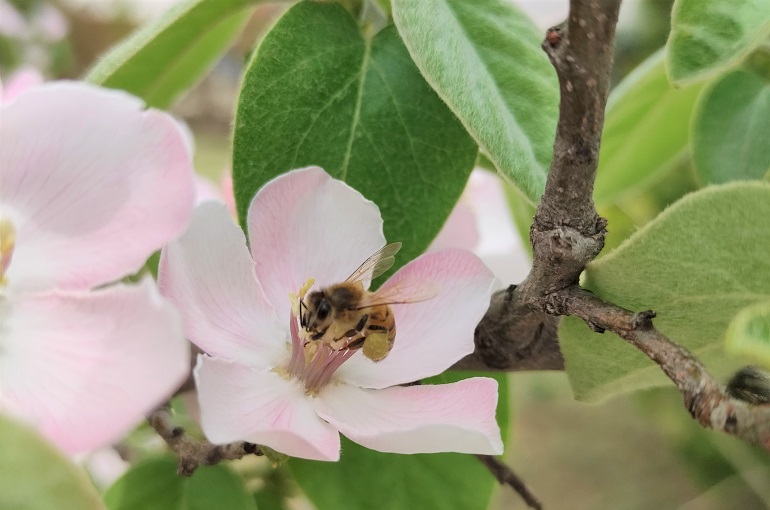 Why are pollinators important to agriculture? Wikifarmer