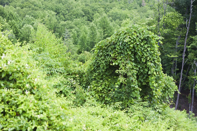 Why Are Invasive Species Dangerous To The Environment