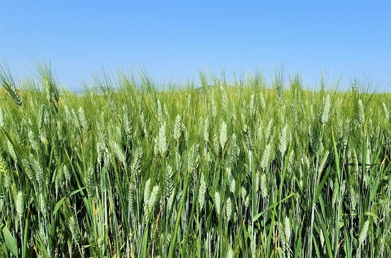 La planta de trigo