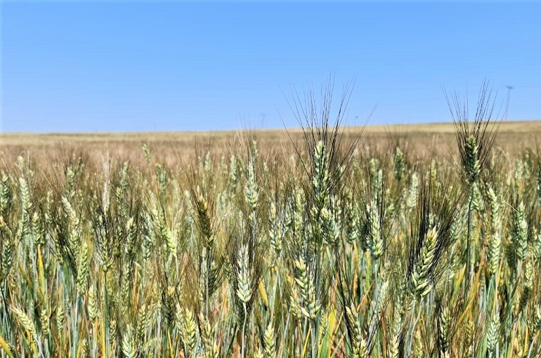 El Grano de Trigo, PDF, Trigo