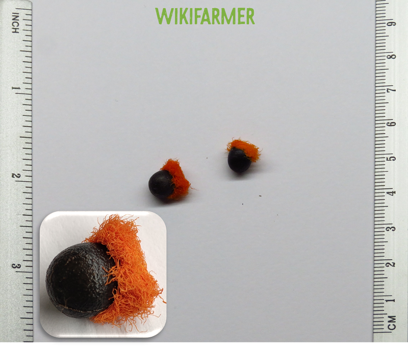 Strelitzia reginae - semillas de Ave del paraíso - Wikifarmer