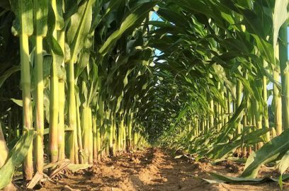 Comment lutter efficacement contre les mauvaises herbes dans les cultures  de maïs pour obtenir de meilleurs rendements ? - Wikifarmer