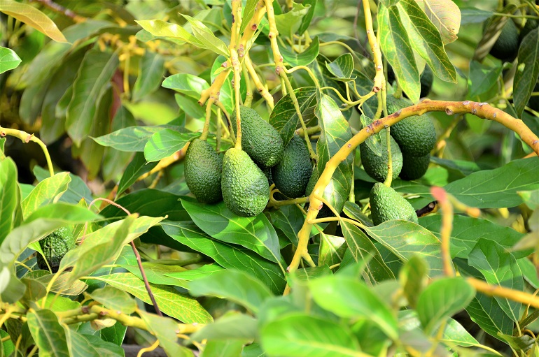 Unveiled: The Timeline of Growing Avocado Trees