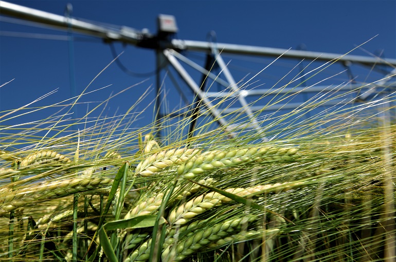 Barley Irrigation Requirements and Methods Wikifarmer