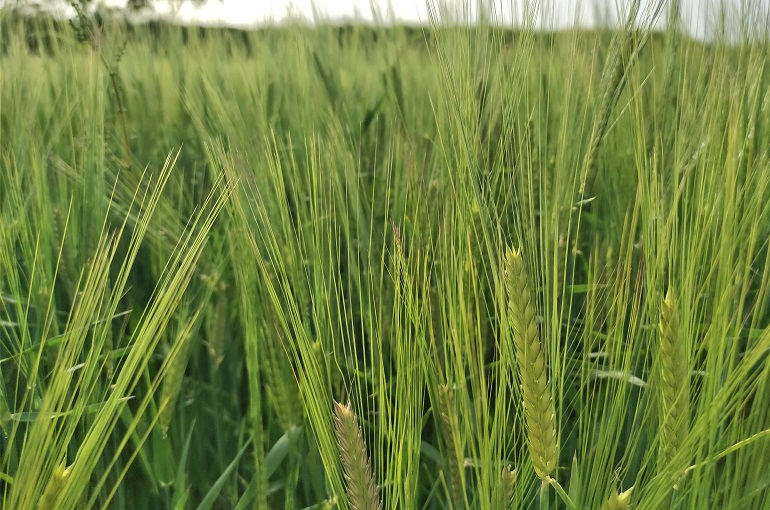 Barley preparation, Soil Seeding requirements - Wikifarmer