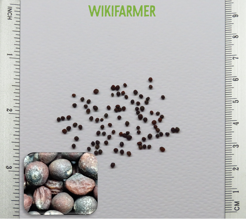 Brassica oleracea Romanesco bloemkool zaden Wikifarmer