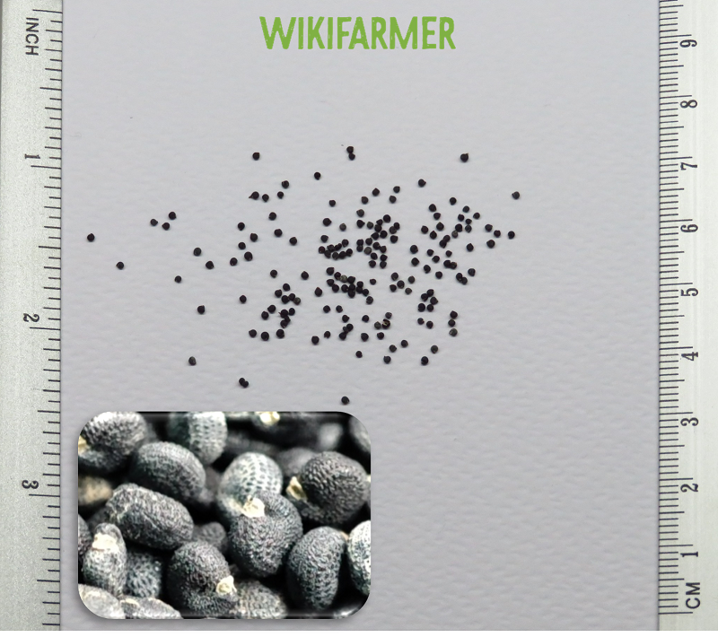 Portulaca oleracea - Портулак огородный семена - Wikifarmer