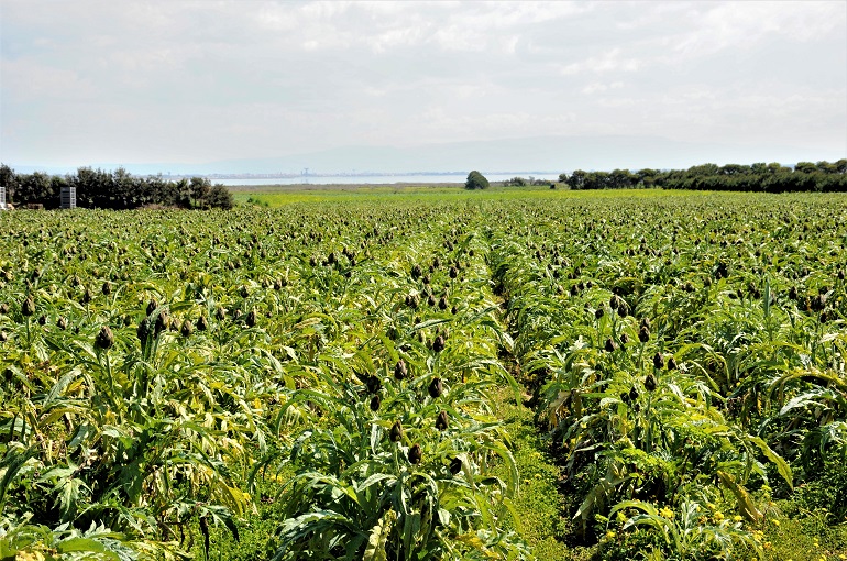 Artichoke Pests, Diseases, and Weed management Wikifarmer