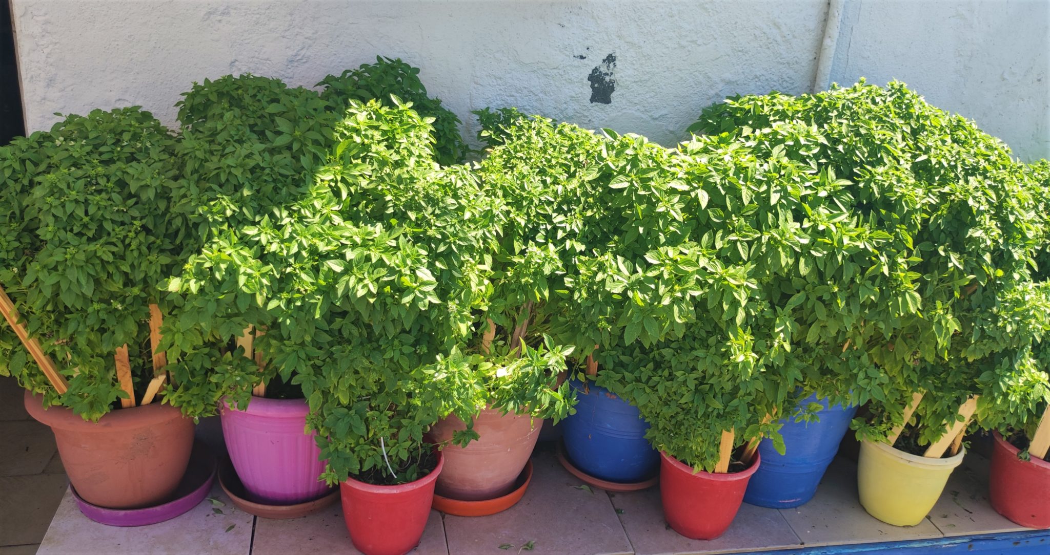 Basil in pots - Basil in the garden – Everything you need to know