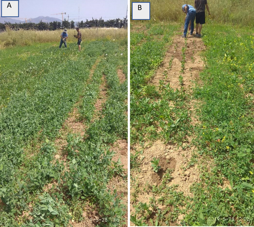 The use of Greek fodder legume varieties for a sustainable, low-input cropping system