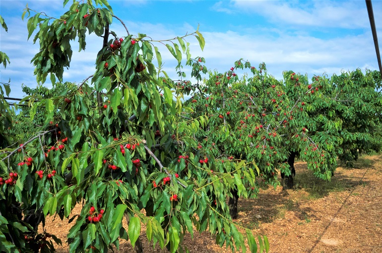 Cherry Tree Irrigation 