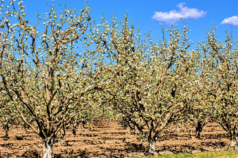 How to Propagate and Pollinate Apricot Trees Wikifarmer