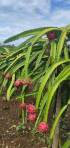 Dragon Fruit Plant Information and Environmental Requirements
