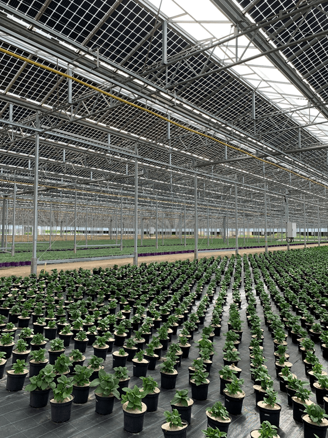 Which plants to choose for urban rooftop greenhouses? Wikifarmer