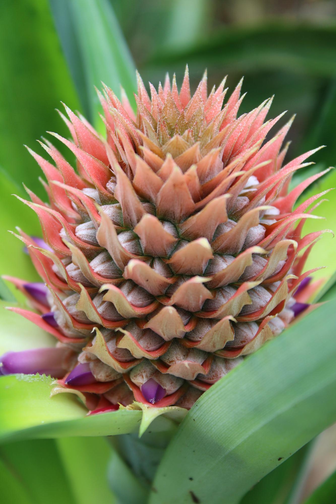 Pineapple Flowering, Pollination, and Pruning