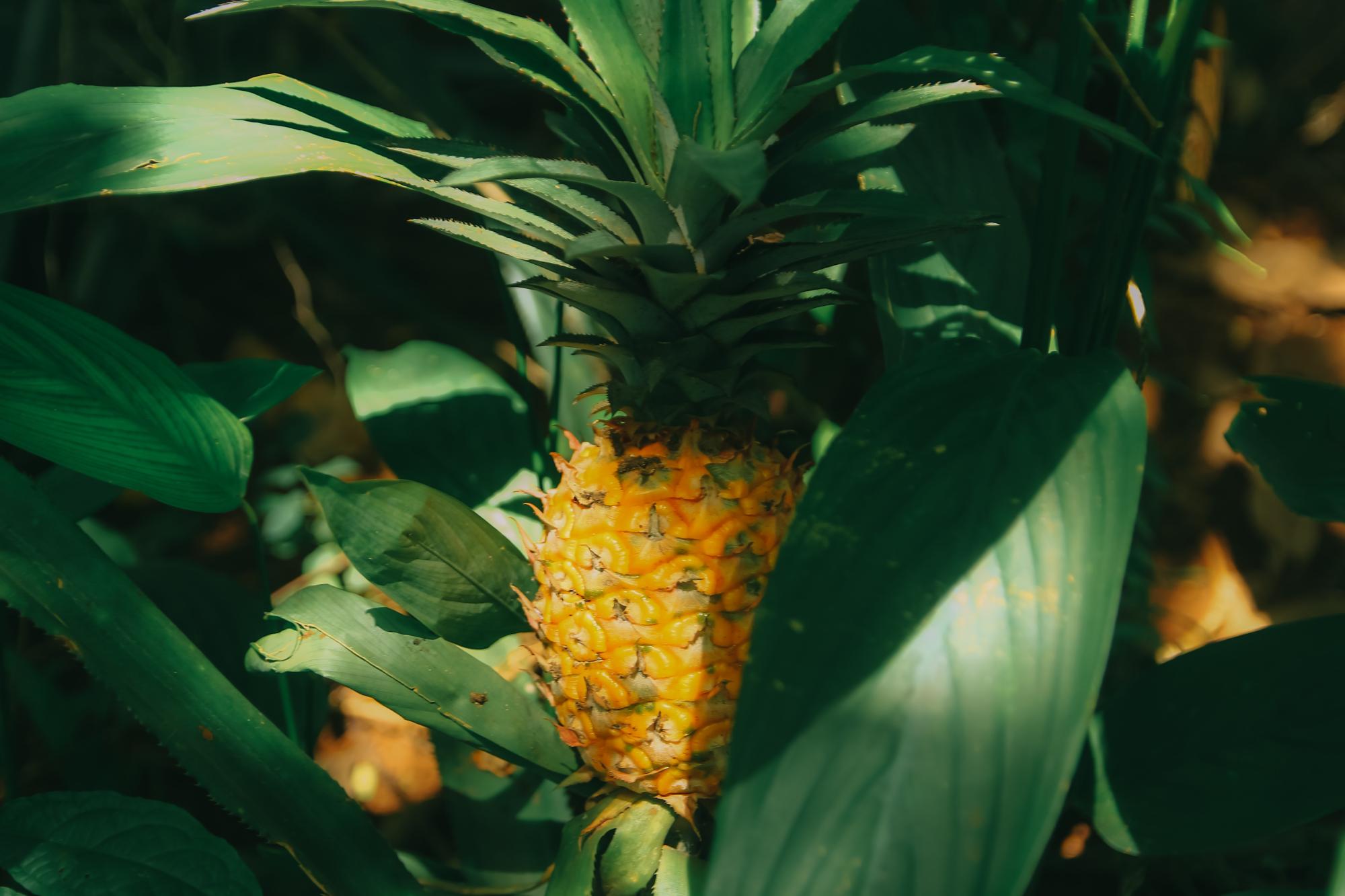 Pineapples Plant Information and Environmental Requirements Wikifarmer
