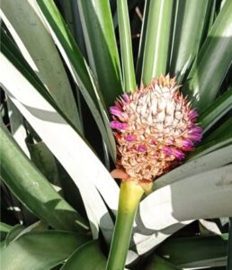 Pineapple, Description, History, & Facts