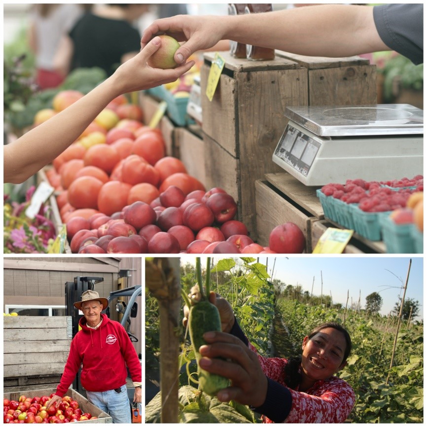 Shortening agrifood procurement supply chains The example of UK