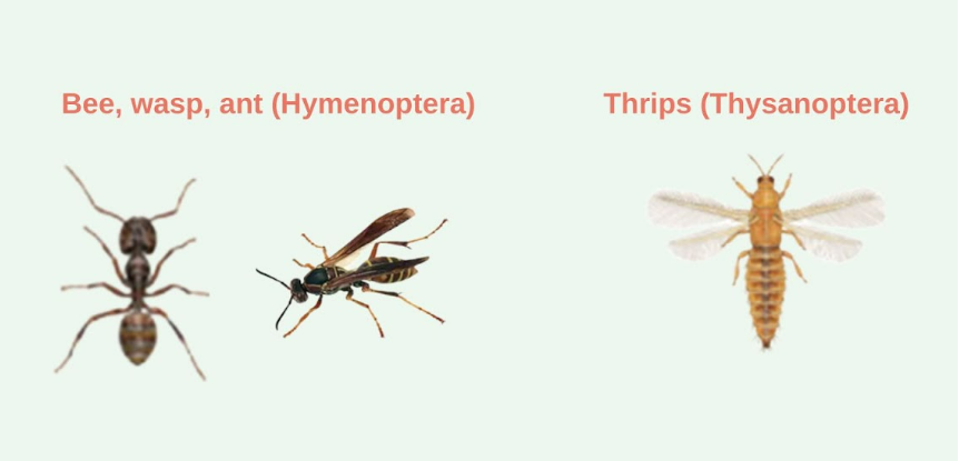 bee thrips