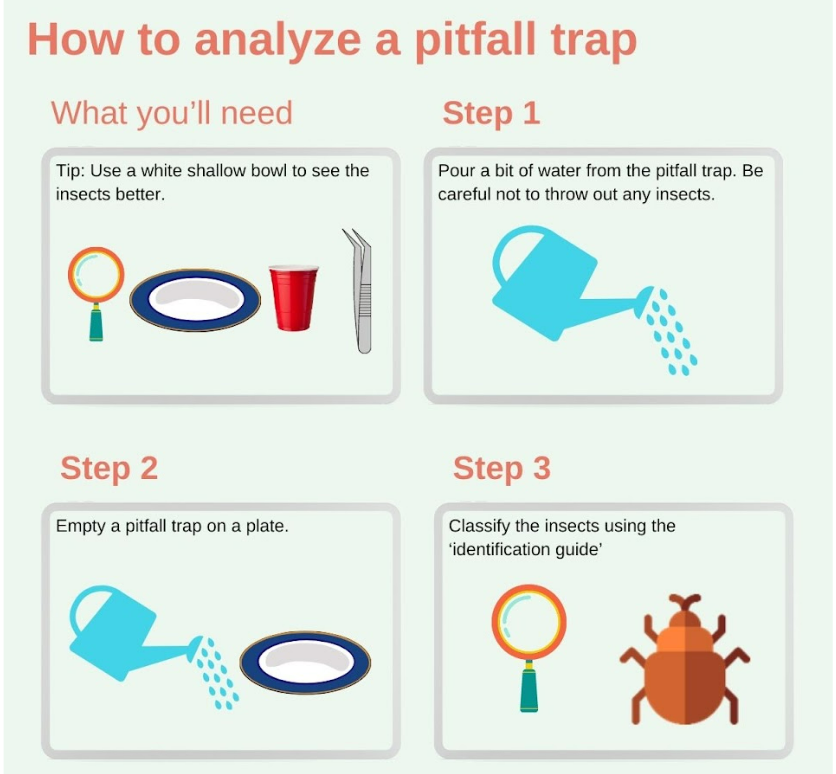 Pitfall Insect Trap - Teach Beside Me