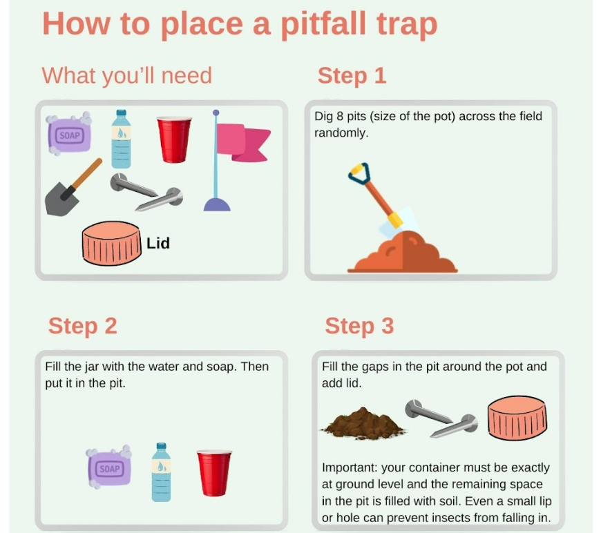 how to place a pitfall trap