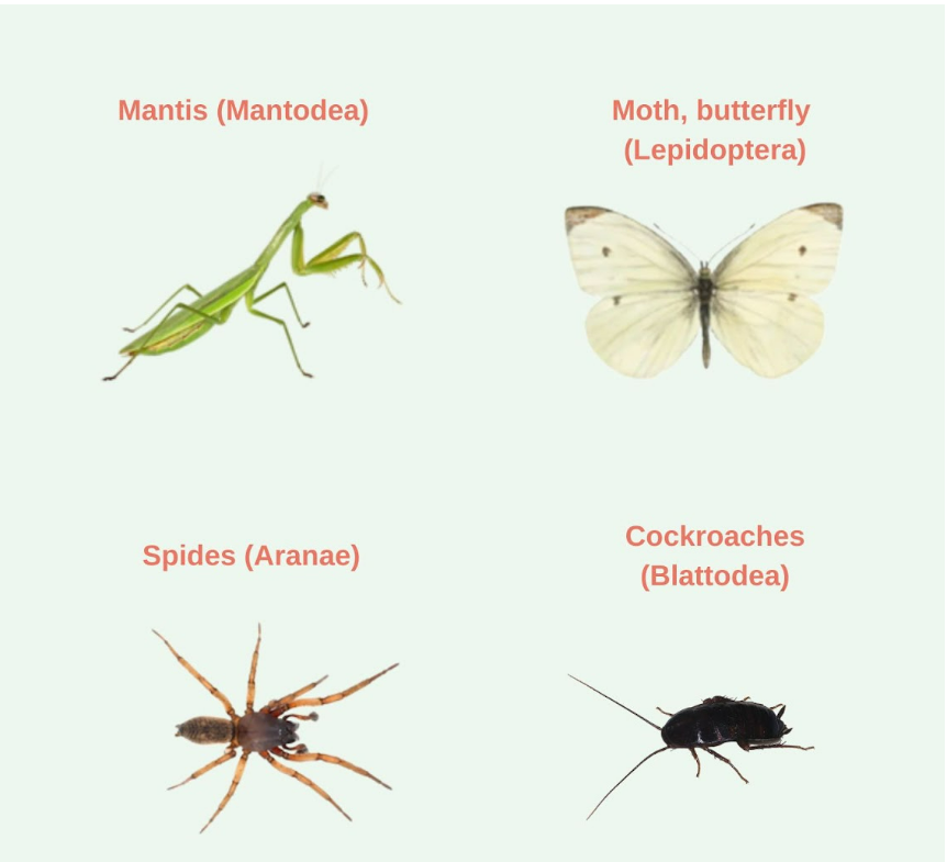 identification insects